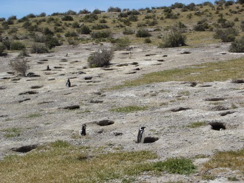 Pinguinera en Cabo Dos Bahías