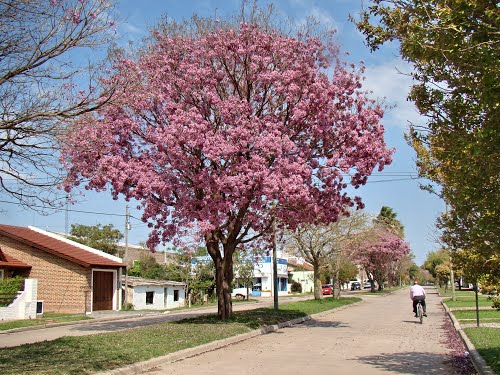 San Antonio de Areco - Lapachos rosados adornan el boulevard - ecm