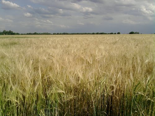 campo sembrado con trigo