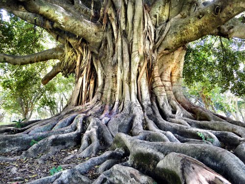 Tronco de viejo árbol - Jardín Botánico