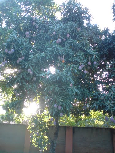 Arbol de mango