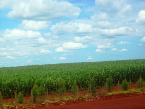 Plantaciones de maiz