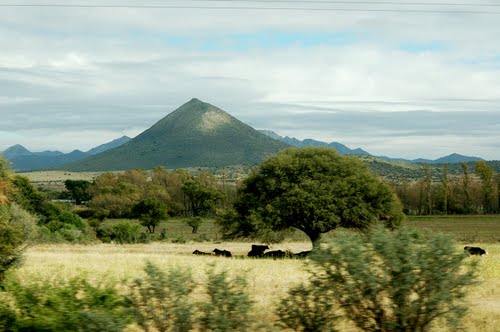 Livestock resting & extinct volcano