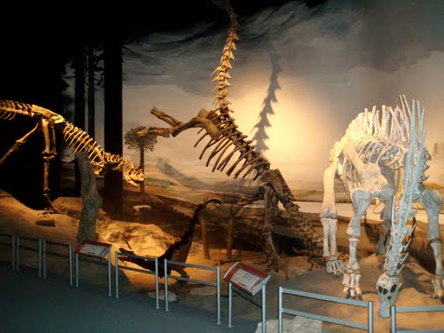 Dinosaurios Patagonicos en el Mef de Trelew