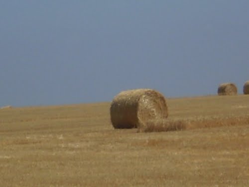 rollo de paja de trigo cerca de Reta, Prov. de Buenos Aires, Argentina