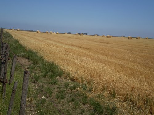 Agricultural landscape