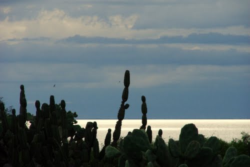 Cactus y agua