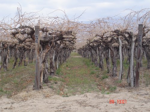 Viñas, en Cafayate, Salta, Argentina, Cerca de Palo Pintado