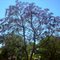 Arbol de flores azules (Jacaranda)