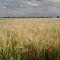 campo sembrado con trigo
