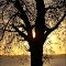 Chascomús: el árbol y el sol