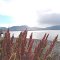 Tierra del Fuego - Lago Fagnano - ecm