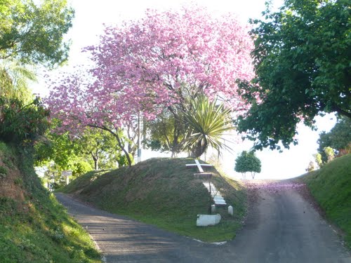 Lapacho florecido