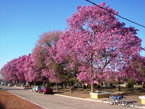 Lapachos Rosados en Flor en Plaza de San Carlos Sur, Santa Fe, Argentina