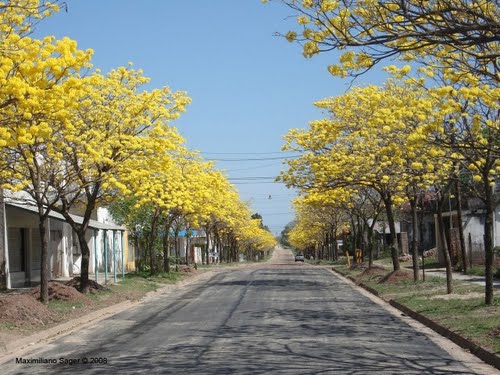 Lapachos amarillos - Calle Simón de Iriondo