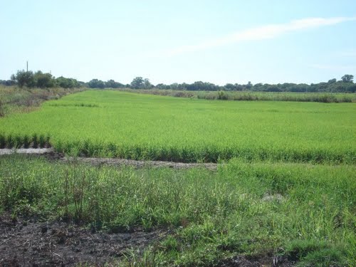 Plantación de arroz