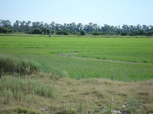 Campo sembrado de arroz