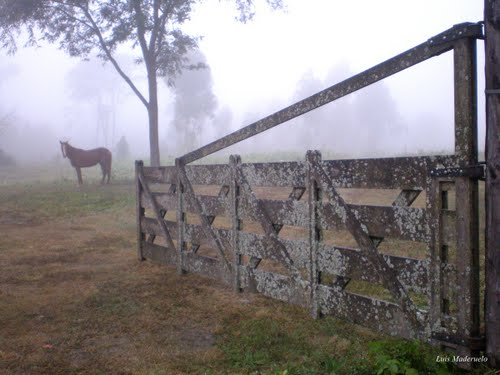 Niebla en el campo