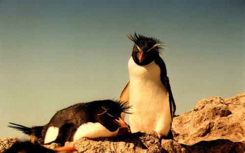 Pingüinos de penacho amarillo, Isla Pingüino, Mar Argentino, Santa Cruz, Argentina