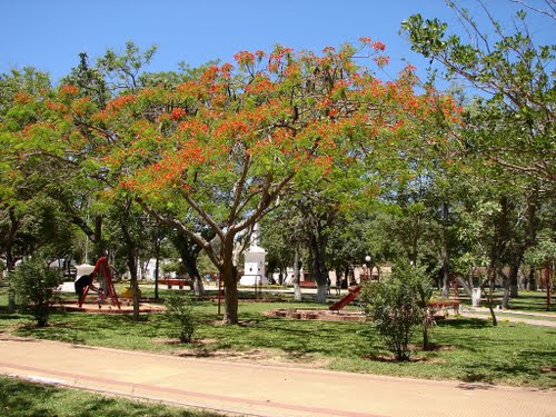 Árbol \"Chivato\" en la plaza de Caa Cati, Corrientes.