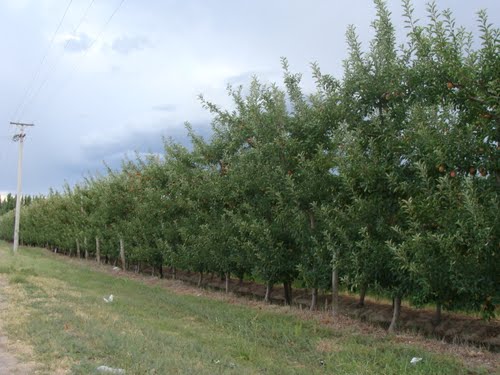 Macieiras em General Roca - Argentina